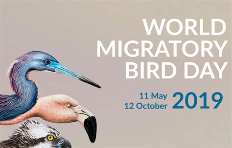 World Migratory Bird Day 2019 Eaaflyway