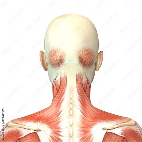 3d Illustration Of Female Head Muscles Anatomy Back View Stock