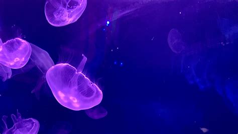 Download Wallpaper 1920x1080 Jellyfish Underwater Water Glow Full Hd
