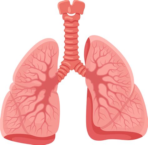 Lungs Png Images Transparent Free Download Pngmart