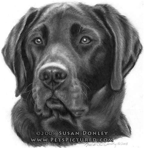 Pix For Easy Black Lab Drawing Art Inspirations Dog Paintings