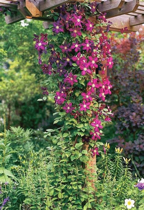 Buy vines for zone 8 from tn nursery for an elegant additions to home gardens. 14 Beautiful Perennial Vines That Will Take Your Garden to ...