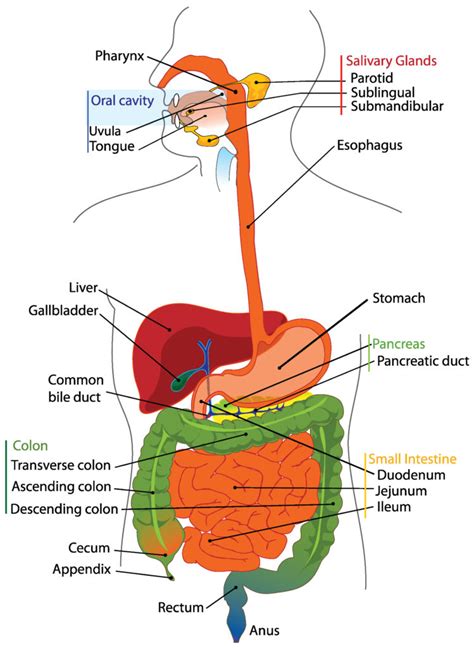 Overview Of The Digestive System Boundless Anatomy And Physiology