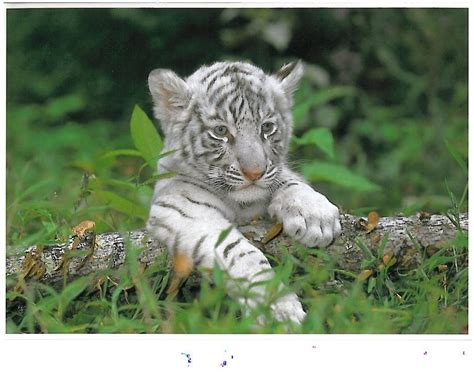 White Tiger Cubs Wallpapers Wallpaper Cave