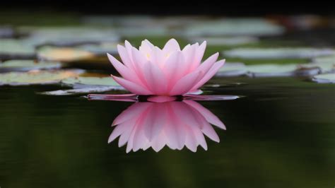 Download 2048x1152 Wallpaper Lake Flower Pink Water Lily Reflections