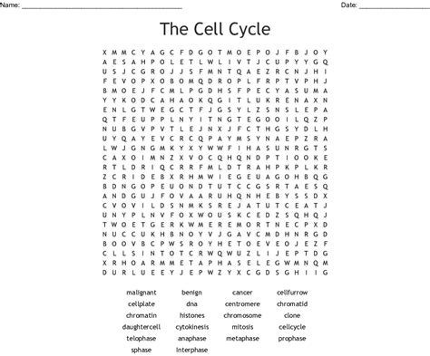 Cell Cycle Word Search