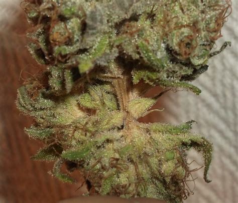 Is This Bud Rot Harvesting And Curing Uk420