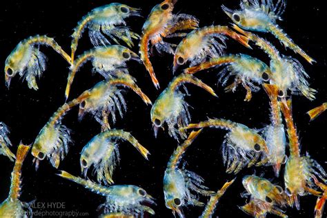 S1 Larvae Of European Common Lobster Homarus Gammarus Alex Hyde