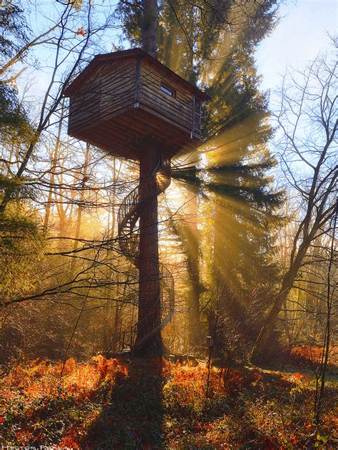15 Best Treehouse Ideas That Will Surprise You - The Tilth