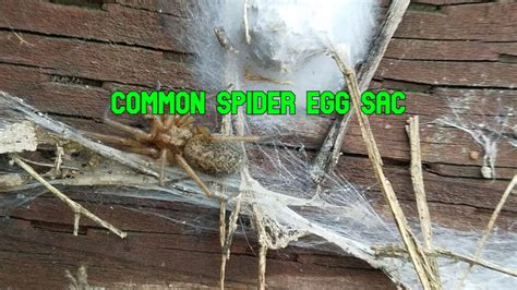 Spider Egg Sac 10 Facts You Should Know And Identification Chart