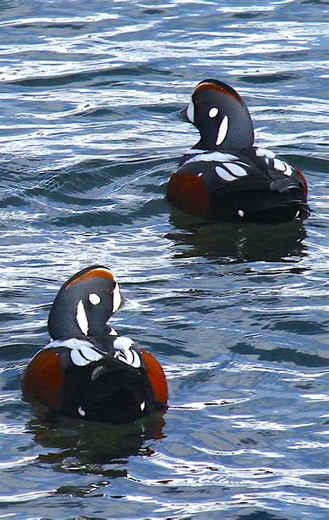 Harlequin Duck Hunting Alaska Alaksa Duck Hunting Guides