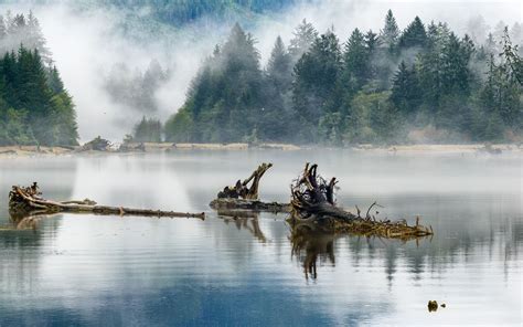 Download Wallpaper 3840x2400 Logs Lake Reflection Trees Fog 4k