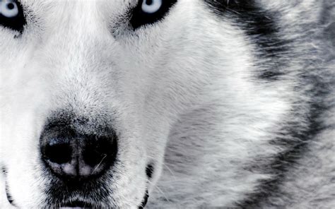 Lade jetzt gratis das hd hintergrundbild animal wolf für dein smartphone oder computer herunter. Wolf Hintergrund Handy Hd - hintergrund