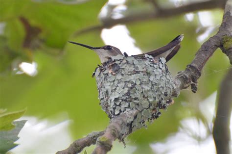 Urban Wildlife Guide Hummingbird Nest