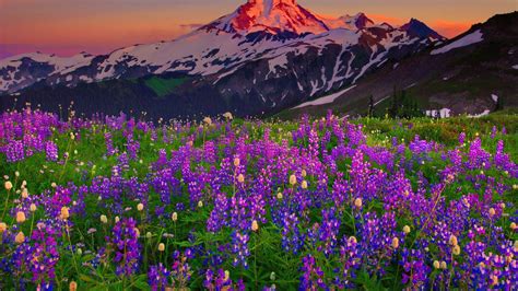 Snowy Mountains Reddish Sky Meadow With Herbs Planinki Purple Color