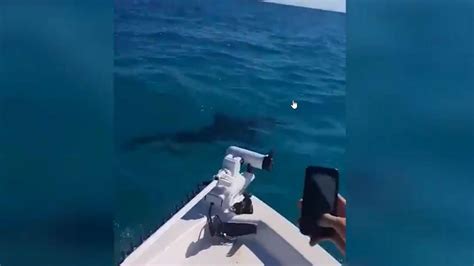 Shark Fraser Island Moment Great White Shark Spotted Near Boat News