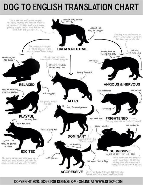 Recognize Your Dogs Body Language Doggy Stuff Pinterest