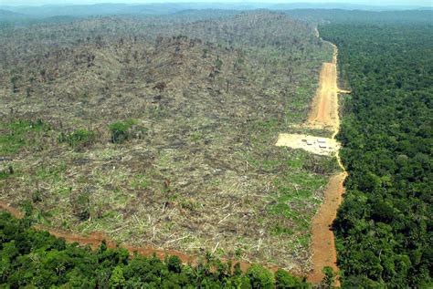 Rainforests Rainforests Deforestation