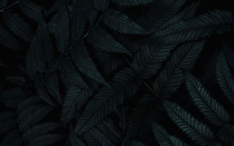 Dark Leaf Wallpapers Top Free Dark Leaf Backgrounds Wallpaperaccess