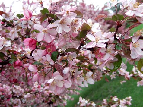 13 Stunning Crabapple Trees That Add Long Lasting Color To Your