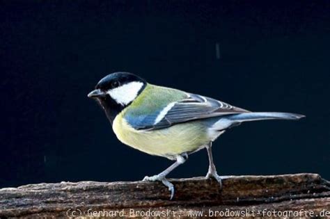 Viele vögel finden nicht mehr genug nistplätze. Meisen - Meisen-Arten, Brutzeit, Meisen bestimmen, Meisen ...
