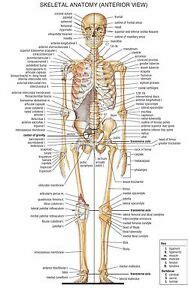 The human back, also called the dorsum, is the large posterior area of the human body, rising from the top of the buttocks to the back of the neck. Skeletal System Front and Back (2 posters) 24 x 36 Poster ...