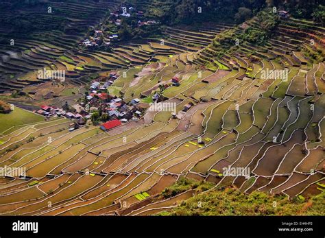 Philippines Luzon Cagayan Valley Ifugao Banaue Batad Rice