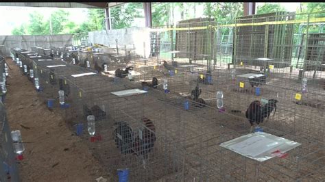 Roosters Saved From Cockfighting Ring In East Texas Cbs19tv