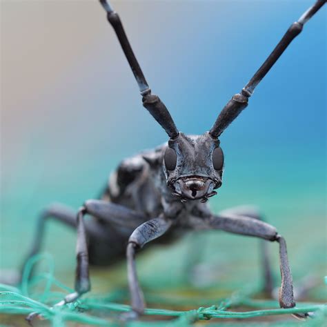 longicorn beetle insects invertebrates entomology