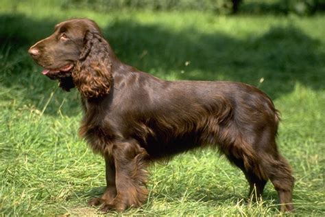The cost to adopt a field spaniel is around $300 in order to cover the expenses of caring for the dog before adoption. Field Spaniel Puppies for Sale from Reputable Dog Breeders
