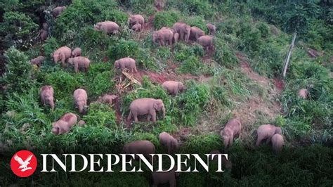 Chinas Wild Elephants Roam Outside Nature Reserve In Yunnan Province