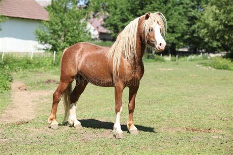 Beautiful Welsh Mountain Pony Stallion On Pasturage Royalty Free Stock