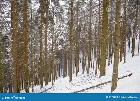 Snowy Woods Stock Image Image Of Woods Frost Wilderness 3975283