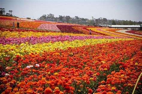 Its A Perfect Time To Visit The Carlsbad Flower Fields