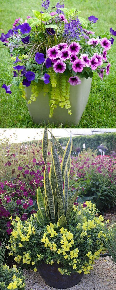 22 Container Garden Pictures Will Amaze You