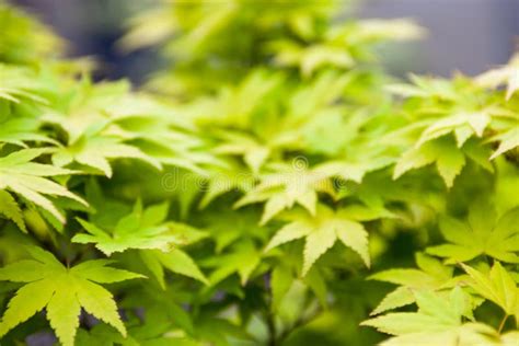 Green Leaves Of The Japanese Maple Acer Palmatum Stock Photo Image Of