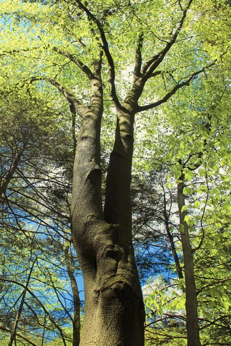 Omekactl Uvm Tree Profiles American Beech The Beech Tree In Europe