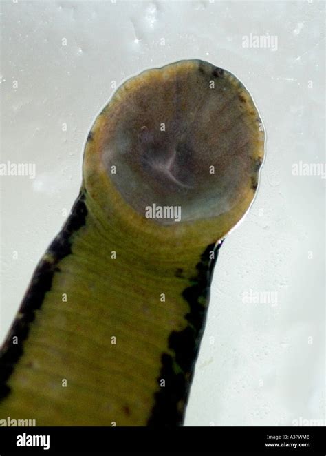 The Business End Of A Leech Close Up Of The Mouthparts Showing The