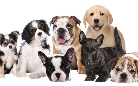 The New Online Dog Breed Selector Tool Pets