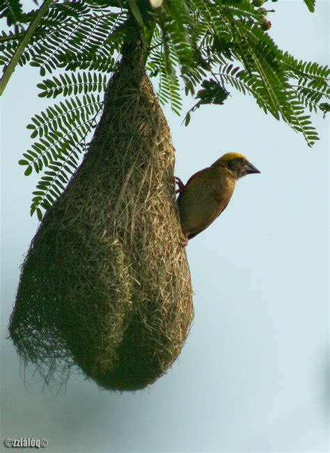 Hanging Bird Nest Identification