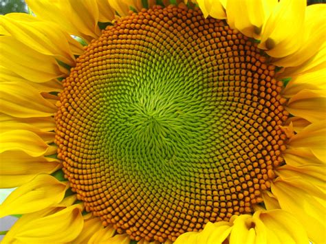 Natural Fractal Sunflower Spiral Rsunflowers