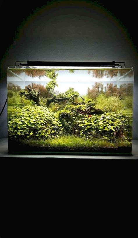 13 Good Aquascaping Ideas For Inspiration Page 7 Of 15