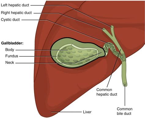 235 Accessory Organs In Digestion The Liver Pancreas And