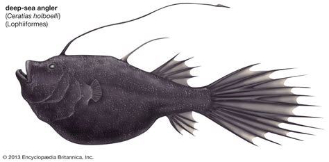 Anglerfish Deep Sea Benthic Adaptations Britannica