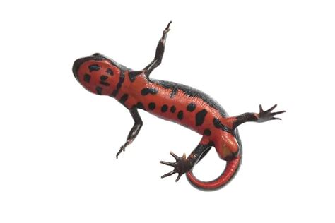 Do Salamanders Make Good Pets Popular Pet Salamander Species