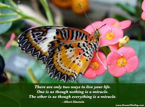 Butterfly Inspirational Quotes For Life Quotesgram