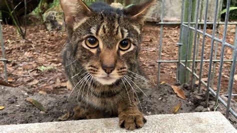 His doctor says he looks like maybe his mom or dad was one. Another Unwanted Savannah Cat Gets A Forever Home - Big ...