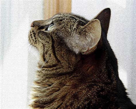 Look Out Window Tabby Cat Photograph By Andee Design