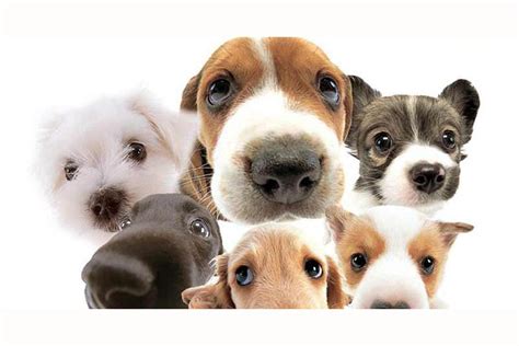 Can You Guess What Dog Breed Based On Just One Picture