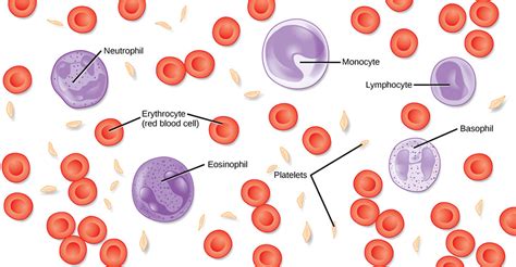 Blood Cells Labster Theory